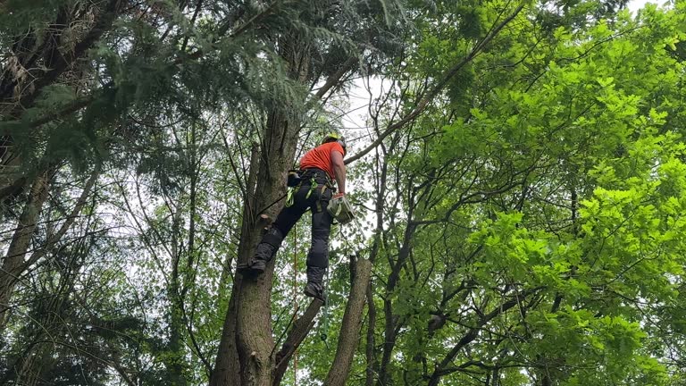 Why Choose Our Tree Removal Services in White Sulphur Springs, MT?